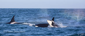 killer whales and rain blows, photo by Daniel Bianchetta