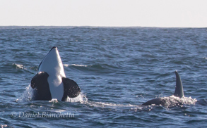 Killer Whales, photo by Daniel Bianchetta