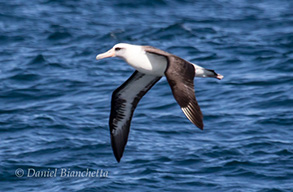 Laysan Albatross, photo by Daniel Bianchetta