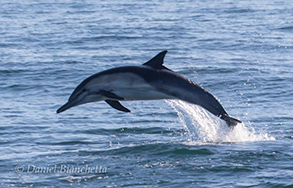 Long-beaked common dolphin, photo by Daniel Bianchetta