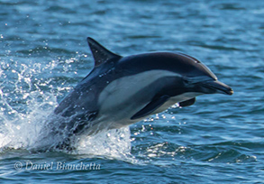 Long-Beaked Common Dolphin, photo by Daniel Bianchetta