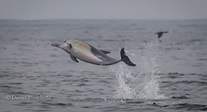 Long-beaked Common Dolphin, photo by Daniel Bianchetta