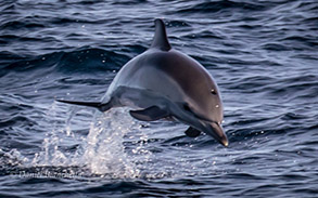 Long-beaked Common Dolphin, photo by Daniel Bianchetta