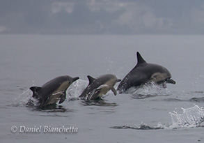 Long-beaked Common Dolphins, photo by Daniel Bianchetta