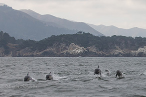 Long Beaked Common Dolphins, photo by Daniel Bianchetta