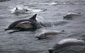 Long-beaked Common Dolphins, photo by Daniel Bianchetta