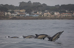 Long-beaked Common Dolphins, photo by Daniel Bianchetta