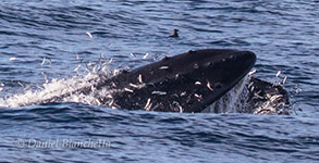 Lunge-feeding Humpback Whale, photo by Daniel Bianchetta