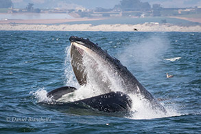 Lunge-feeding Humpback Whale, photo by Daniel Bianchetta