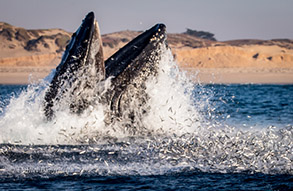 Lunge-feeding Humpback Whale, photo by Daniel Bianchetta