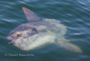 Mola Mola (ocean sunfish), photo by Daniel Bianchetta