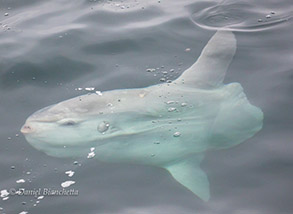 Mola Mola (Ocean Sunfish, photo by Daniel Bianchetta