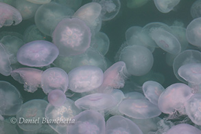 smack of Moon Jellies, photo by Daniel Bianchetta