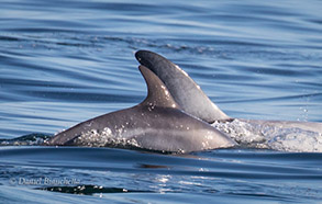 Mother and Calf Risso's Dolphins, photo by Daniel Bianchetta