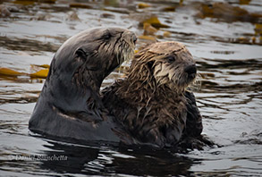 Mother and pup Southern Sea Otter, photo by Daniel Bianchetta