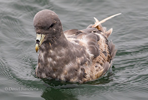 Northern Fulmar (darker morph), photo by Daniel Bianchetta