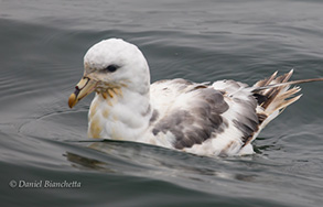 Northern Fulmar (light morph), photo by Daniel Bianchetta