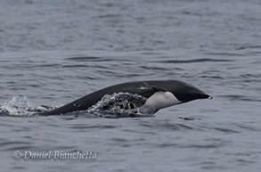 Northern Right Whale Dolphin, photo by Daniel Bianchetta