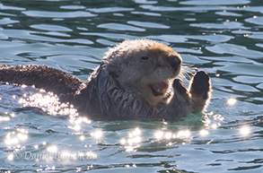 Southern Sea Otter, photo by Daniel Bianchetta