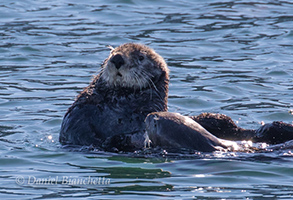 Southern Sea Otters, mom and pup, photo by Daniel Bianchetta