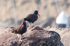 Oyster Catchers, photo by Daniel Bianchetta