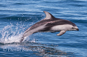 Pacific White-sided Dolphin, photo by Daniel Bianchetta