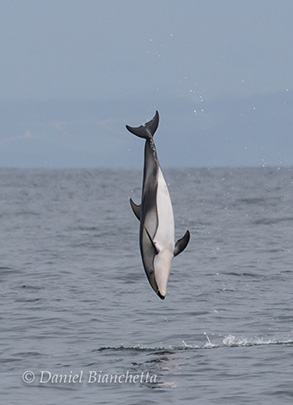 Pacific White-sided Dolphin, photo by Daniel Bianchetta