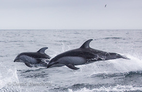 Pacific White-sided Dolphins, photo by Daniel Bianchetta