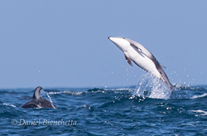 Pacific White-sided Dolphins, photo by Daniel Bianchetta