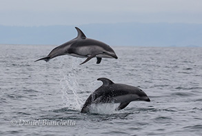 Pacific White-sided Dolphins, photo by Daniel Bianchetta