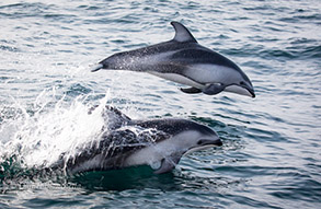 Pacific White-sided Dolphins, photo by Daniel Bianchetta