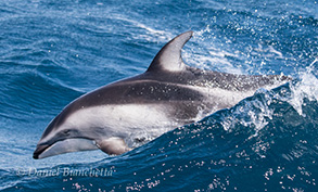 Pacific White-sided Dolphin, photo by Daniel Bianchetta