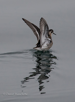 Phalarope, photo by Daniel Bianchetta