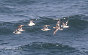 Phalaropes, photo by Daniel Bianchetta