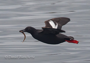 Pigeon Guillemont with breakfast, photo by Daniel Bianchetta