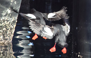 Pigeon Guillemots, photo by Daniel Bianchetta