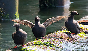 Pigeon Gullemots, photo by Daniel Bianchetta