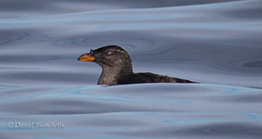 Rhinoceros Auklet, photo by Daniel Bianchetta