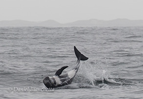 Risso's dolphin at end of breach right before re-entering water, photo by Daniel Bianchetta