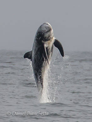 Risso's Dolphin breaching, photo by Daniel Bianchetta