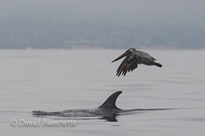 Risso's Dolphin and a Brown Pelican, photo by Daniel Bianchetta