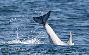 Risso's Dolphin, photo by Daniel Bianchetta