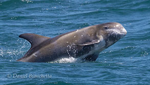 young Risso's Dolphin, photo by Daniel Bianchetta