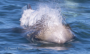 Risso's Dolphin, photo by Daniel Bianchetta