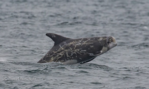 Risso's Dolphin, photo by Daniel Bianchetta