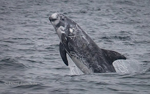 Risso's Dolphin, photo by Daniel Bianchetta