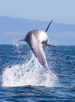 Risso's Dolphin, photo by Daniel Bianchetta