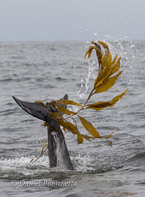 Risso's Dolphin playing with kelp, photo by Daniel Bianchetta