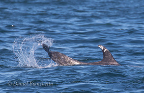 Risso's Dolphin, photo by Daniel Bianchetta