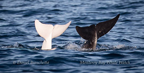 Risso's Dolphins - Casper and friend, photo by Daniel Bianchetta